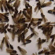 別墅易發生白蟻危害？